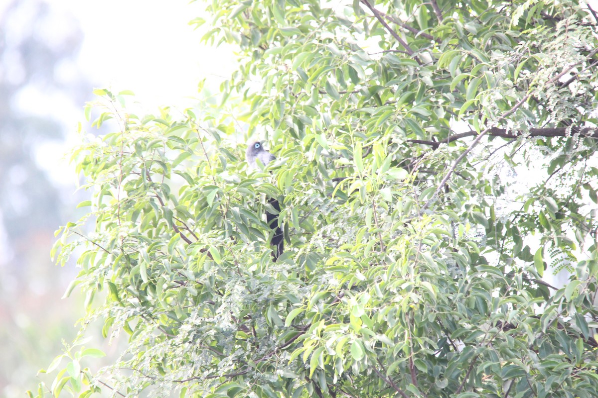 Синеглазая малкоа - ML645718450