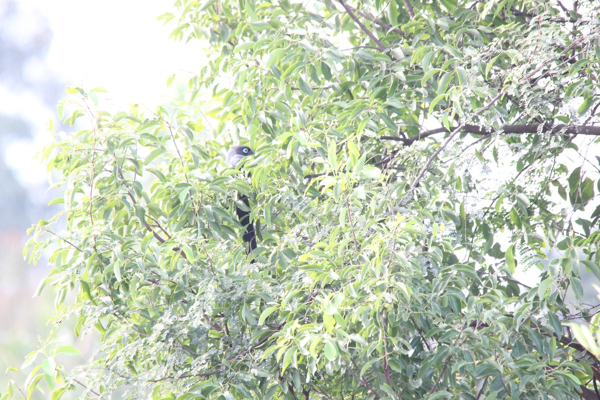 Синеглазая малкоа - ML645718451