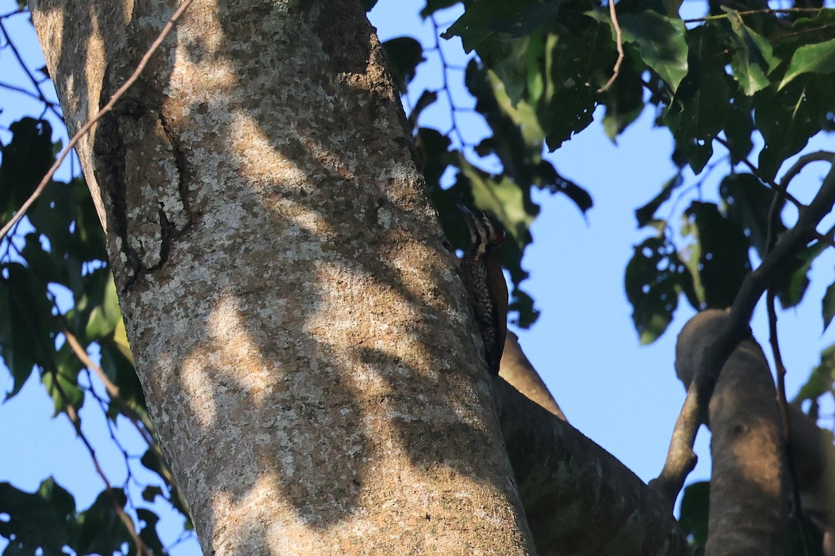 Common Flameback - ML645718472