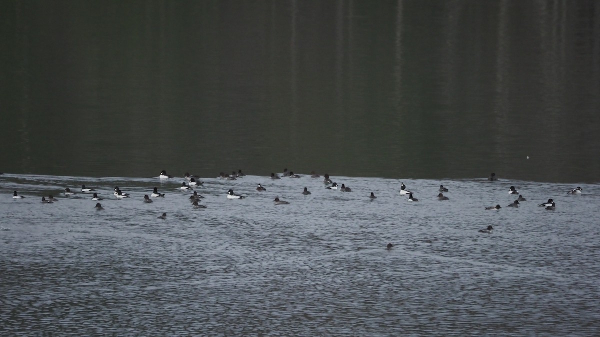 Quattrocchi - ML645718481