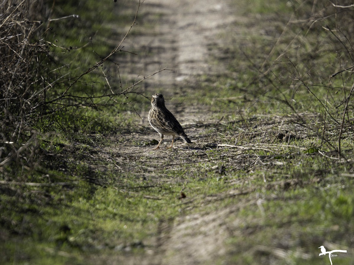 Wood Lark - ML645718482