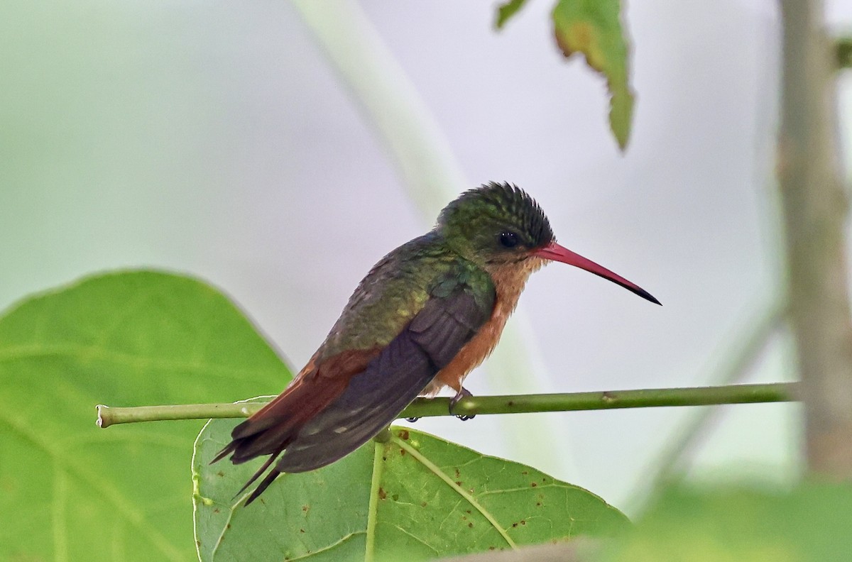 Cinnamon Hummingbird - ML645718498