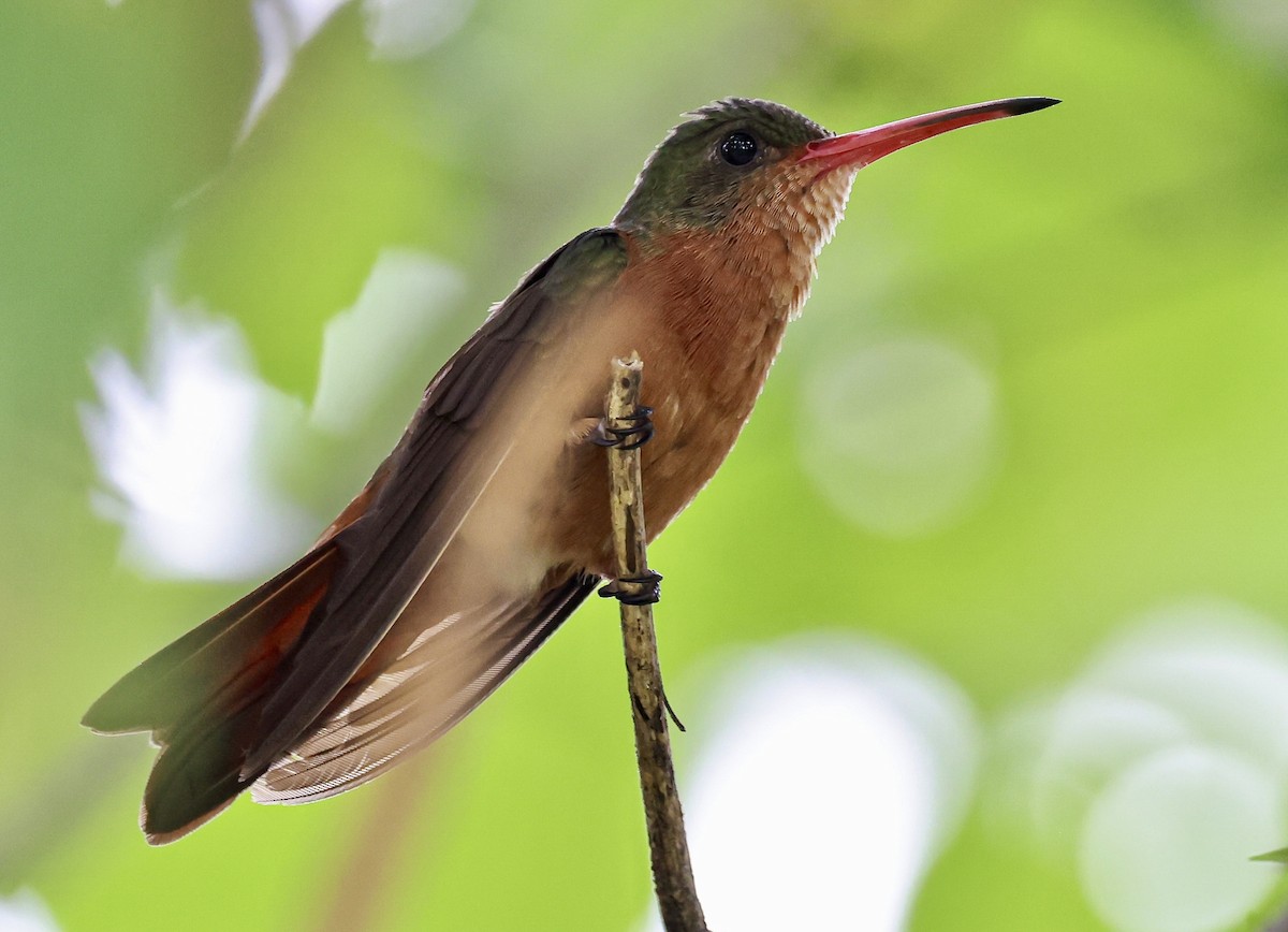 Cinnamon Hummingbird - ML645718499