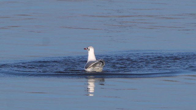 Мартин звичайний - ML645718505