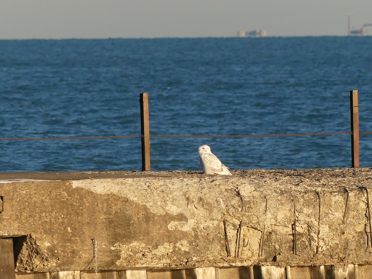 Snowy Owl - ML645718514