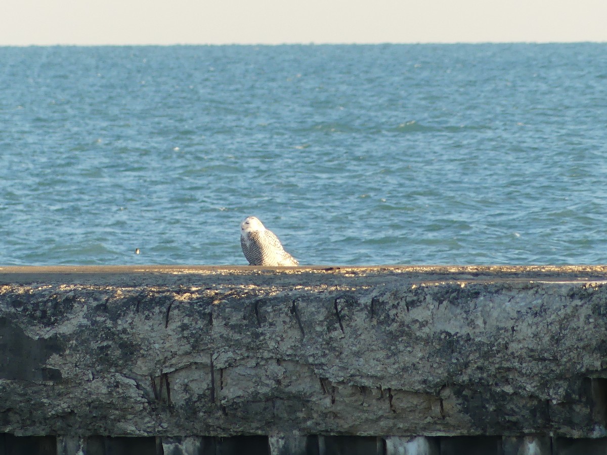 Snowy Owl - ML645718515