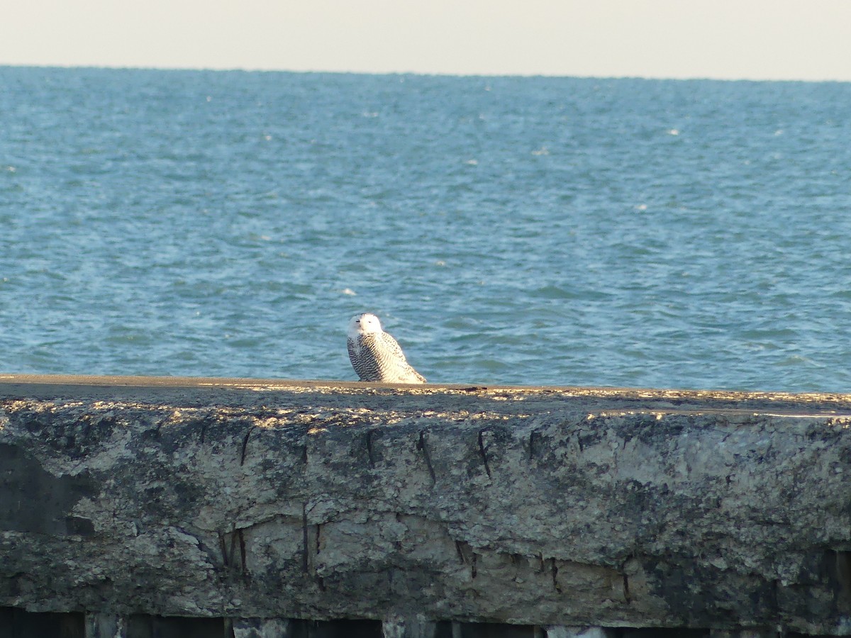 Snowy Owl - ML645718516