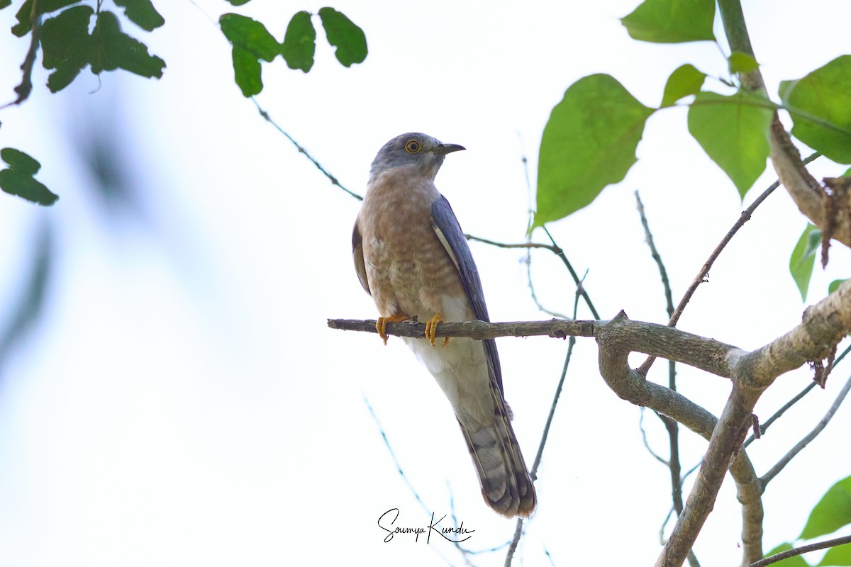 Common Hawk-Cuckoo - ML645718519