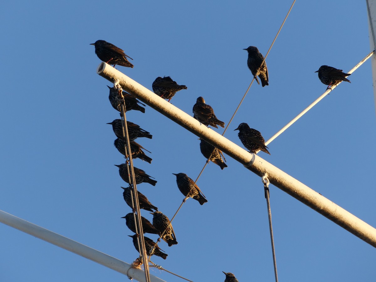 European Starling - ML645718526