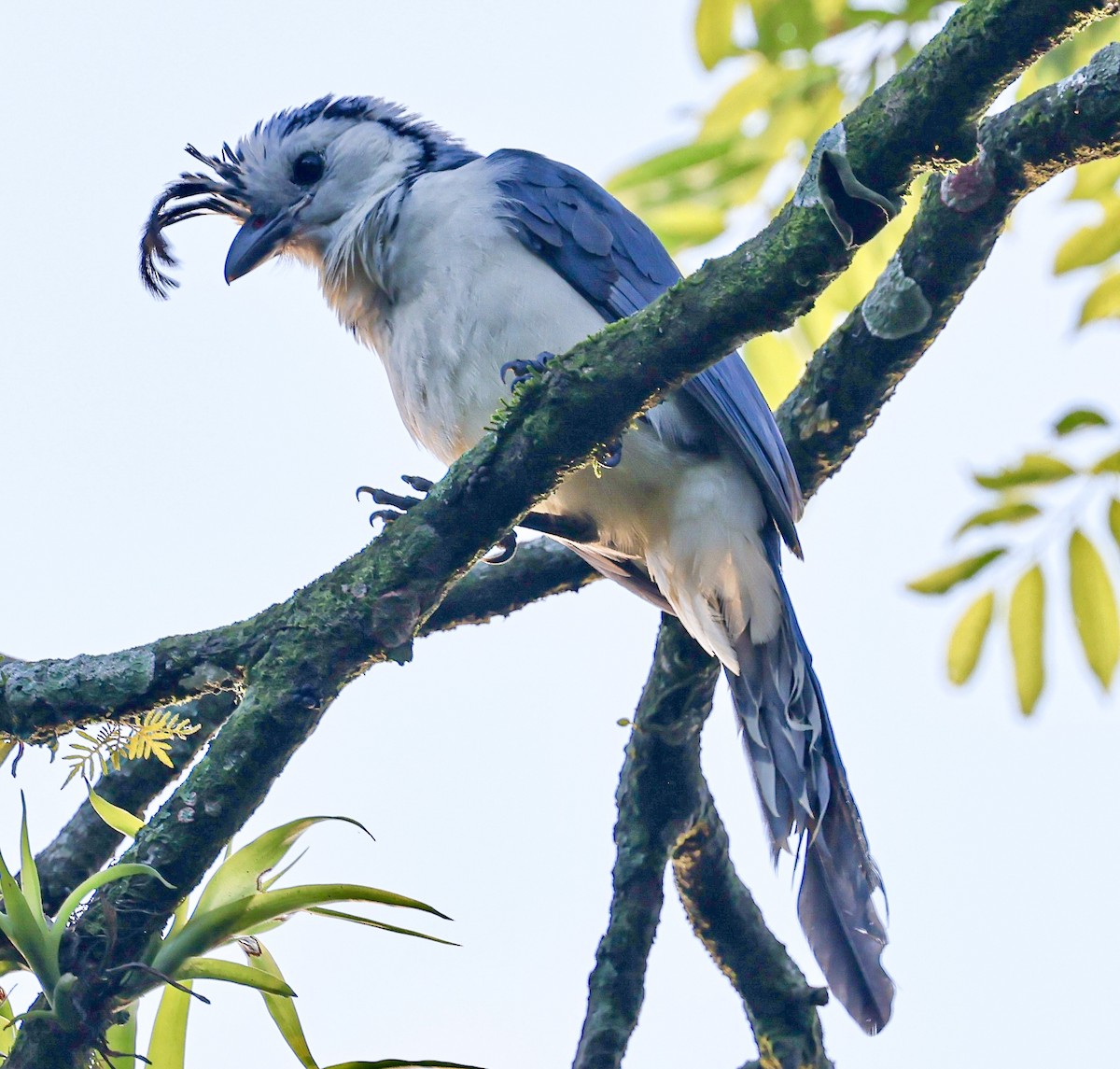 White-throated Magpie-Jay - ML645718550