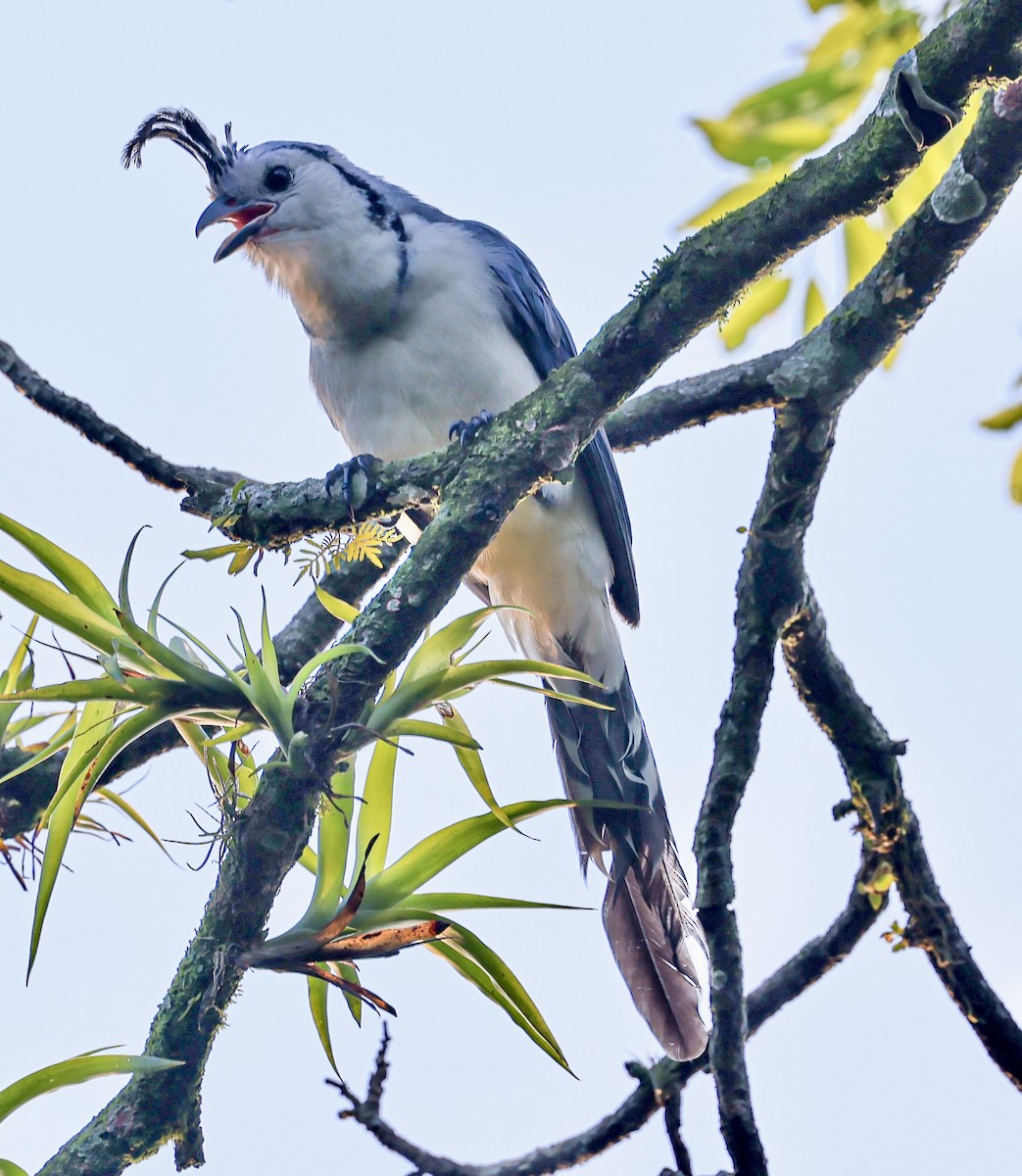White-throated Magpie-Jay - ML645718551