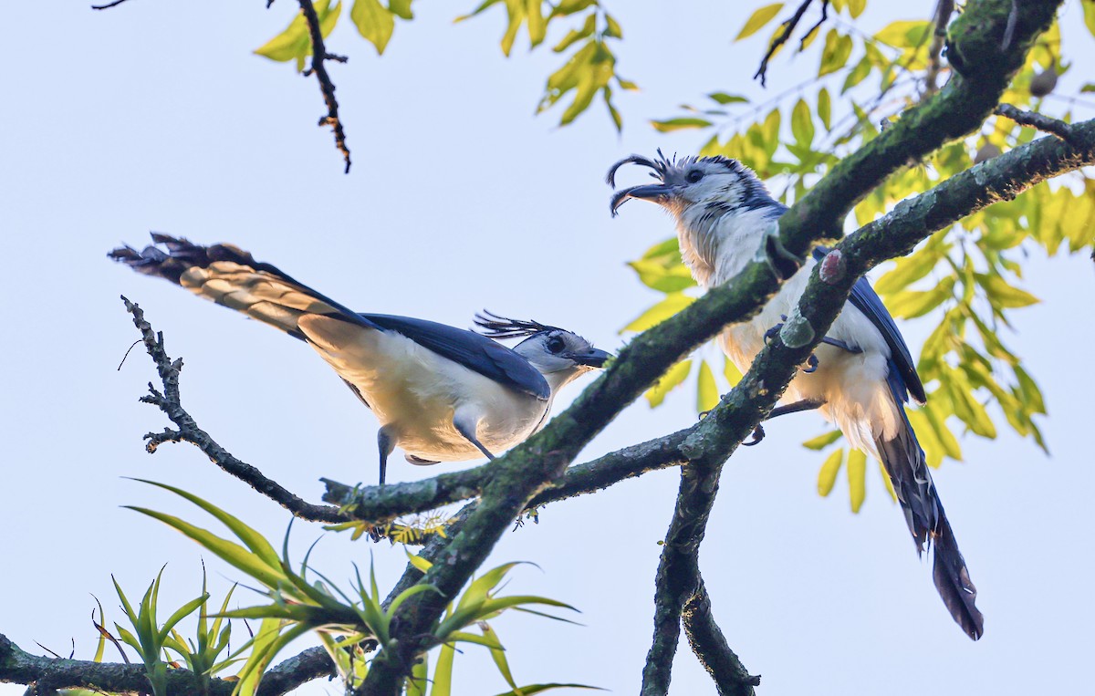 White-throated Magpie-Jay - ML645718552