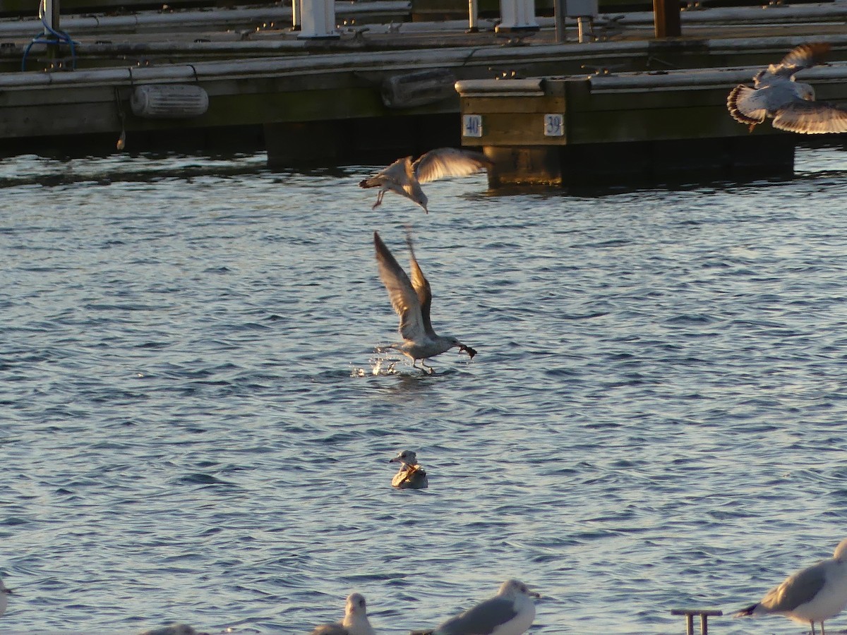 Ring-billed Gull - ML645718553