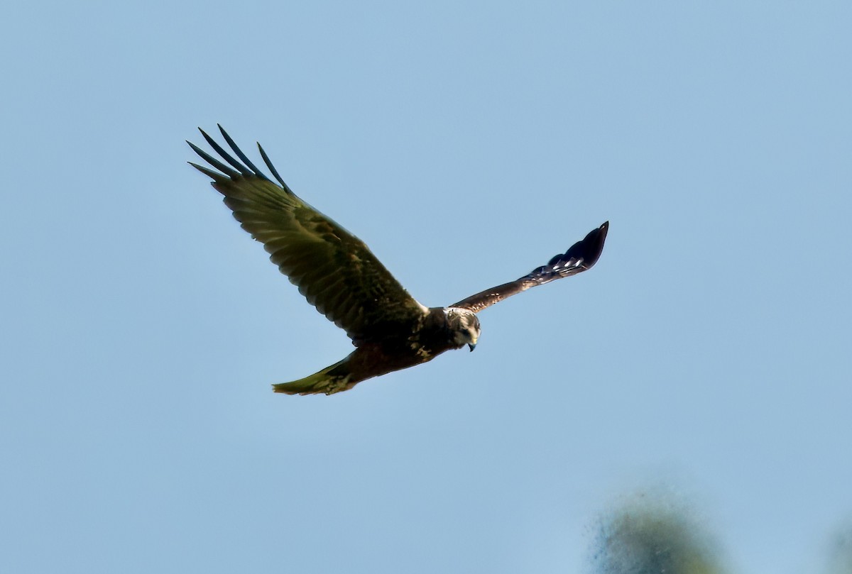 Eastern Marsh Harrier - ML645718555