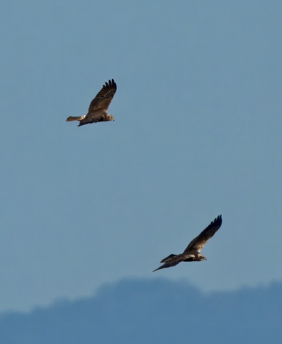 Eastern Marsh Harrier - ML645718556