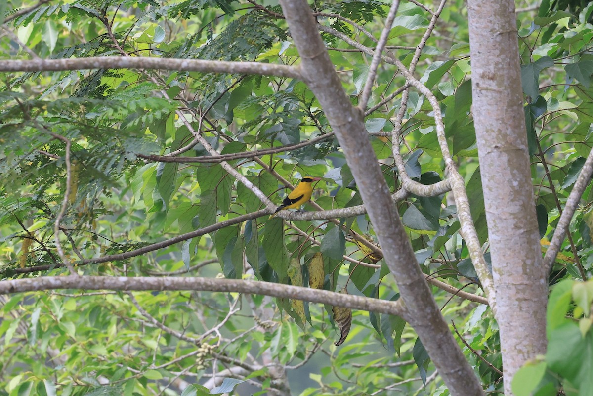 Black-naped Oriole (Sunda) - ML645718557