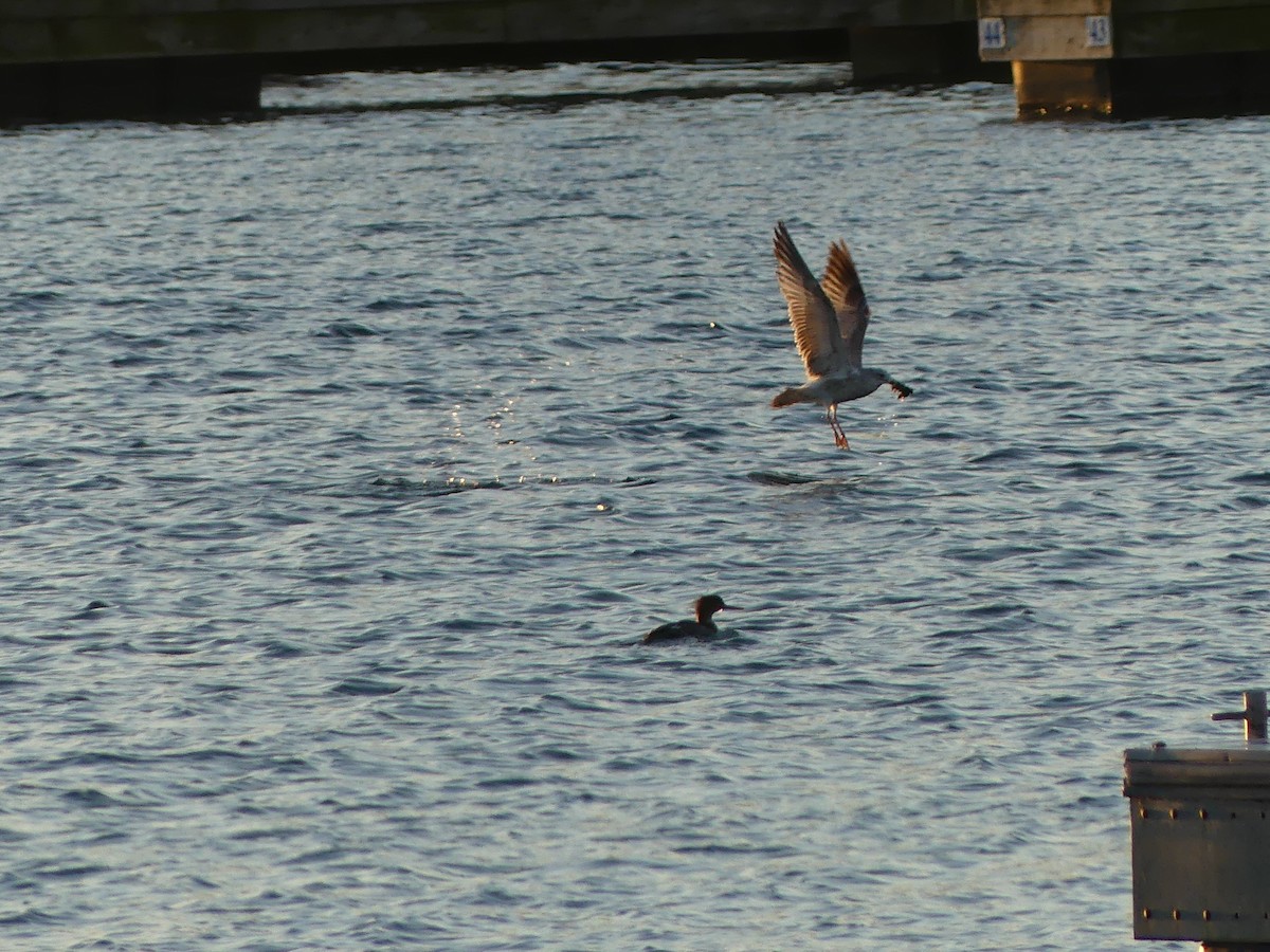 Red-breasted Merganser - ML645718572