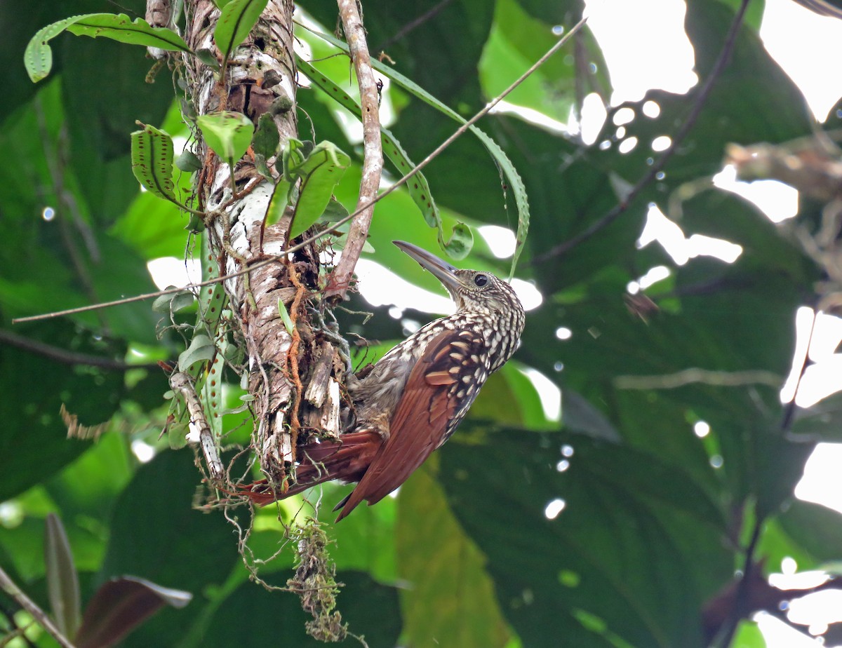 Black-striped Woodcreeper - ML645718573