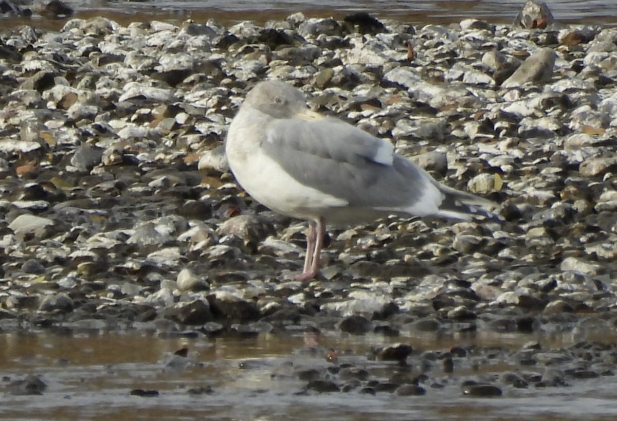 ub. måke (Larinae sp.) - ML645718576