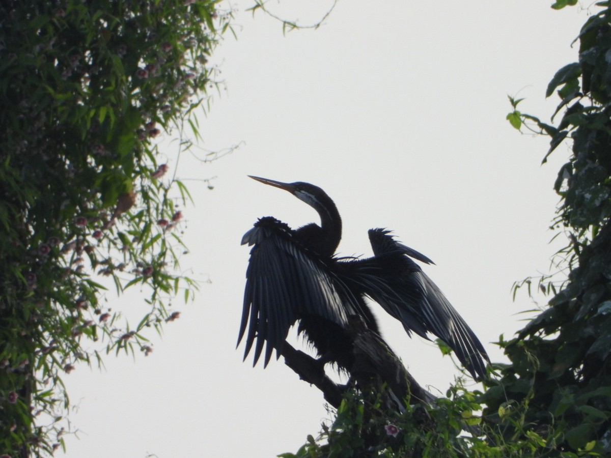 Oriental Darter - ML645718580