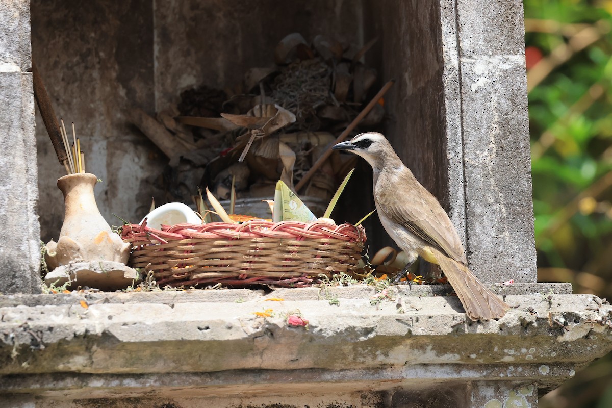 Yellow-vented Bulbul (Sunda) - ML645718587