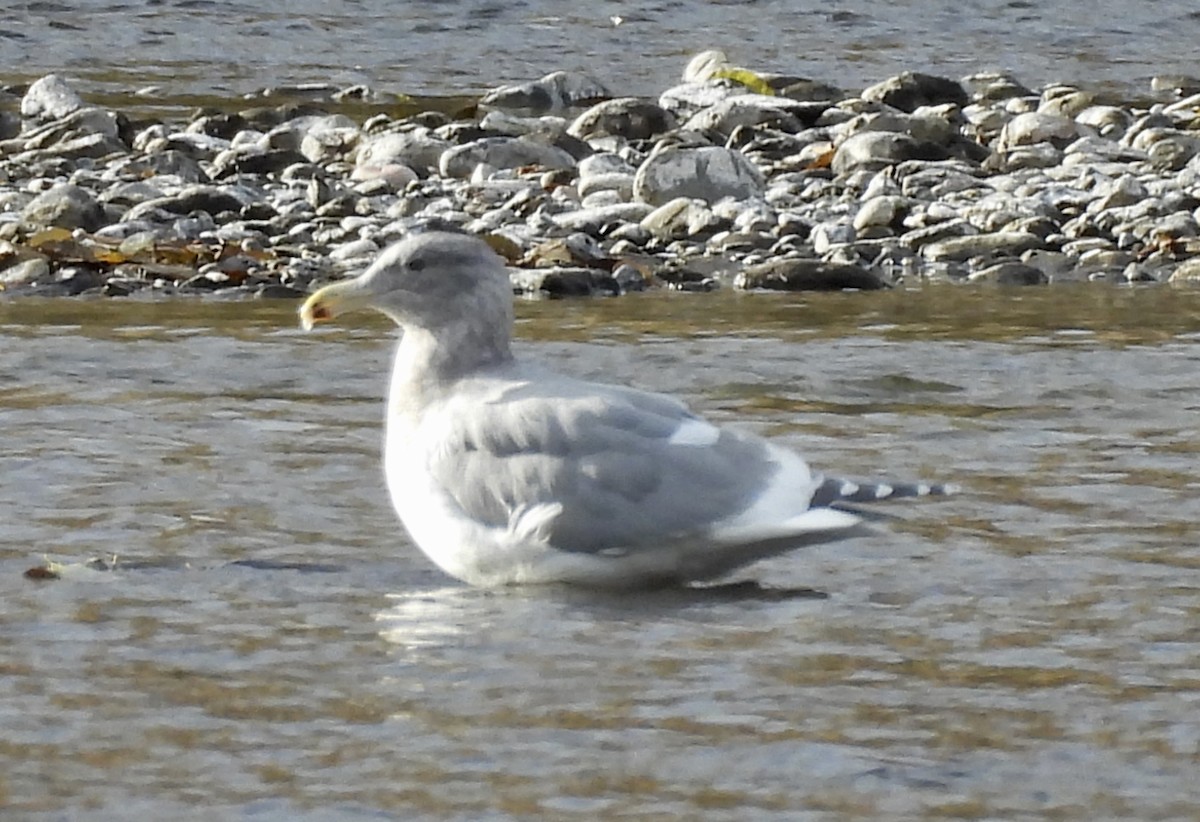 ub. måke (Larinae sp.) - ML645718588