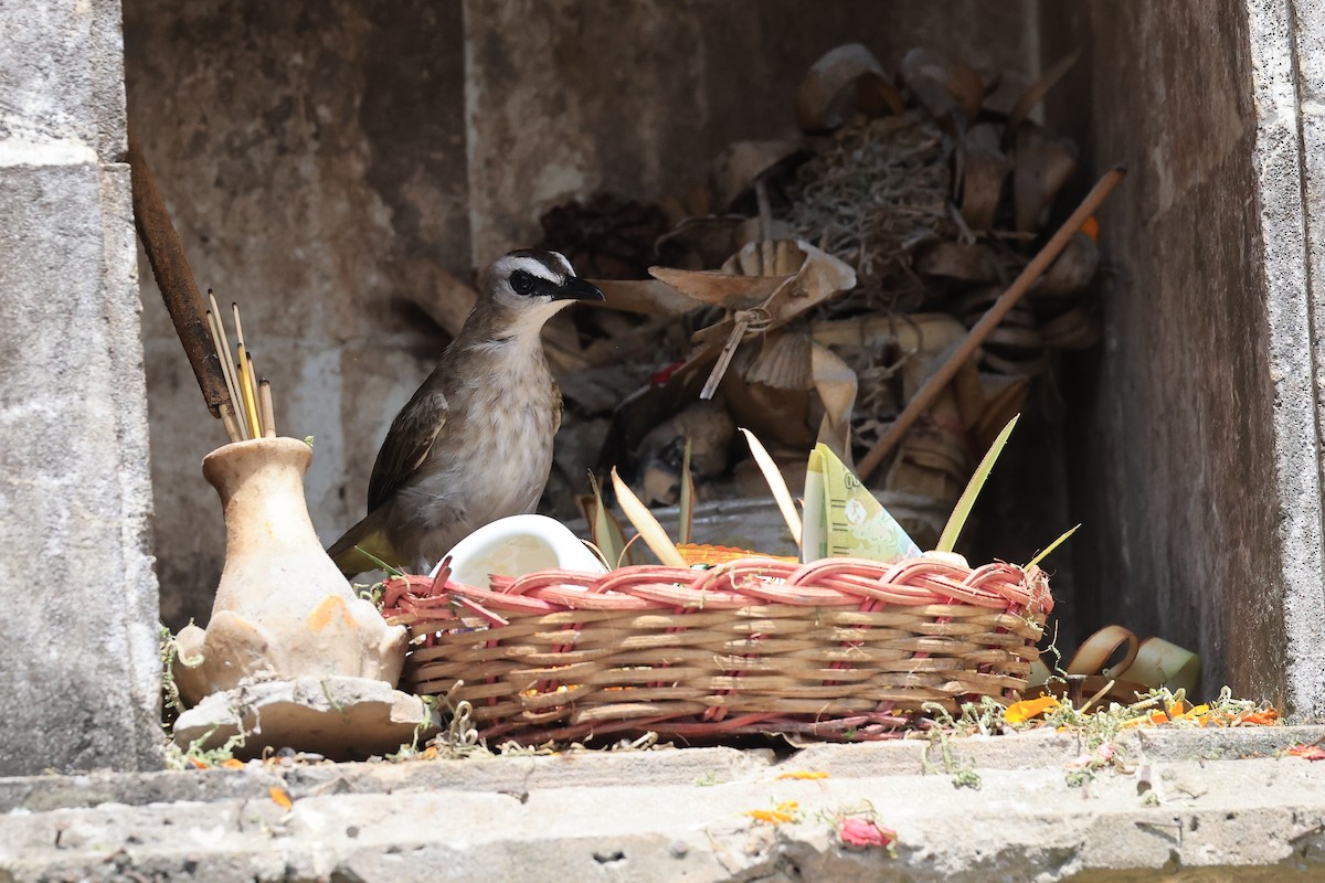Yellow-vented Bulbul (Sunda) - ML645718599