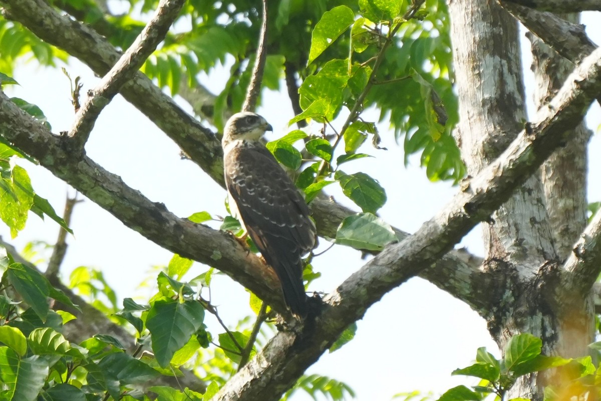 Gray-faced Buzzard - ML645718605