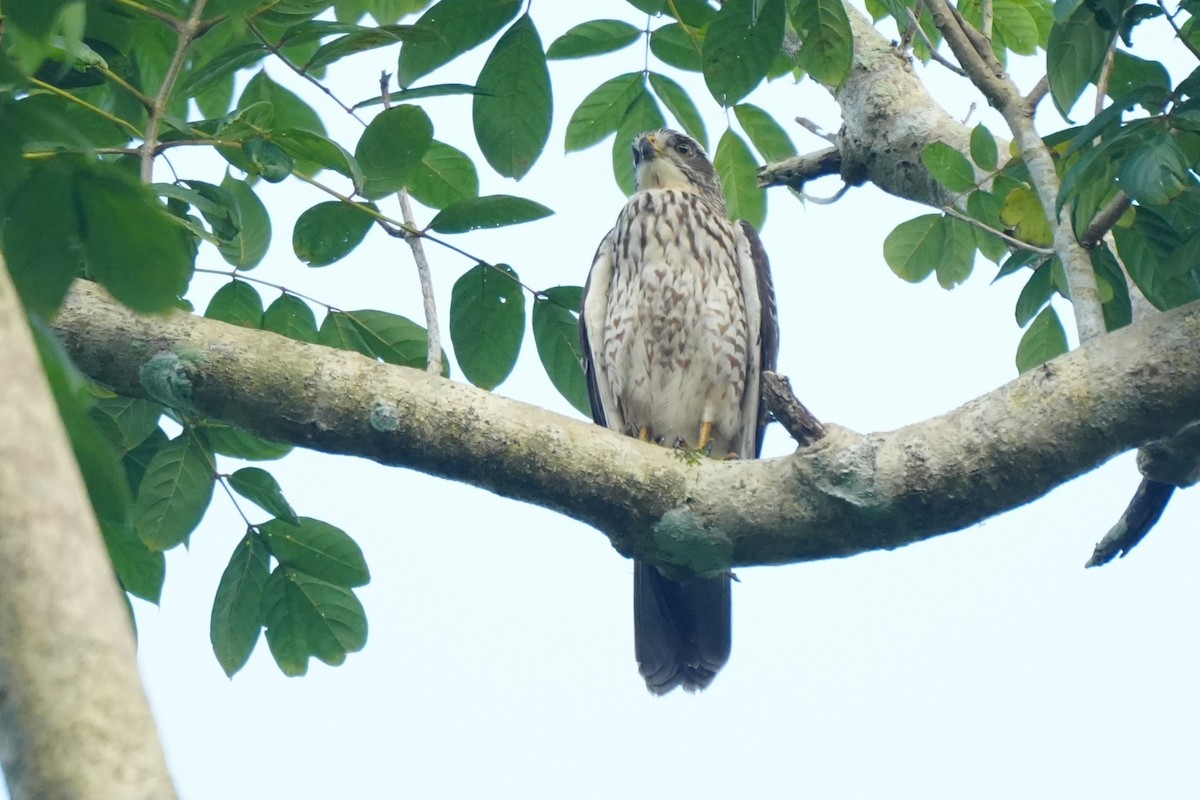 Gray-faced Buzzard - ML645718606