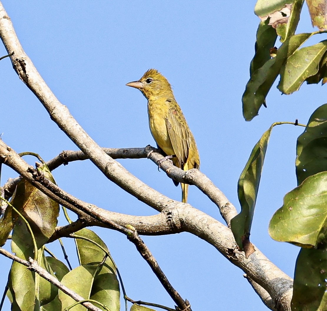 להבית אדומה - ML645718607