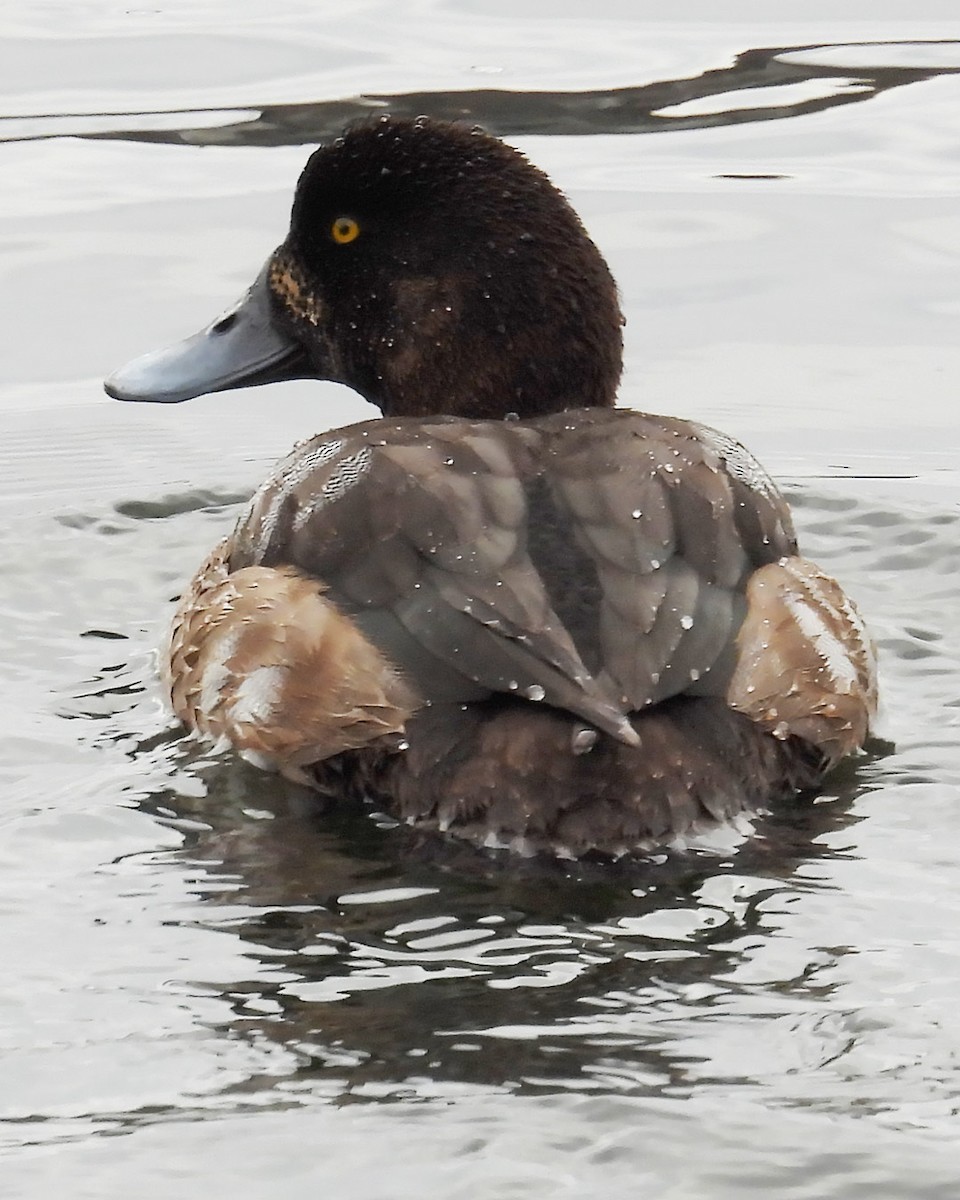 Greater Scaup - ML645718608