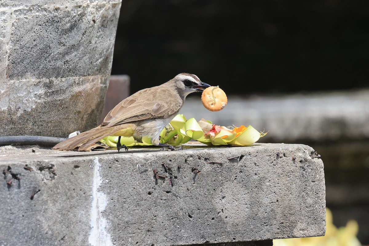 Yellow-vented Bulbul (Sunda) - ML645718609