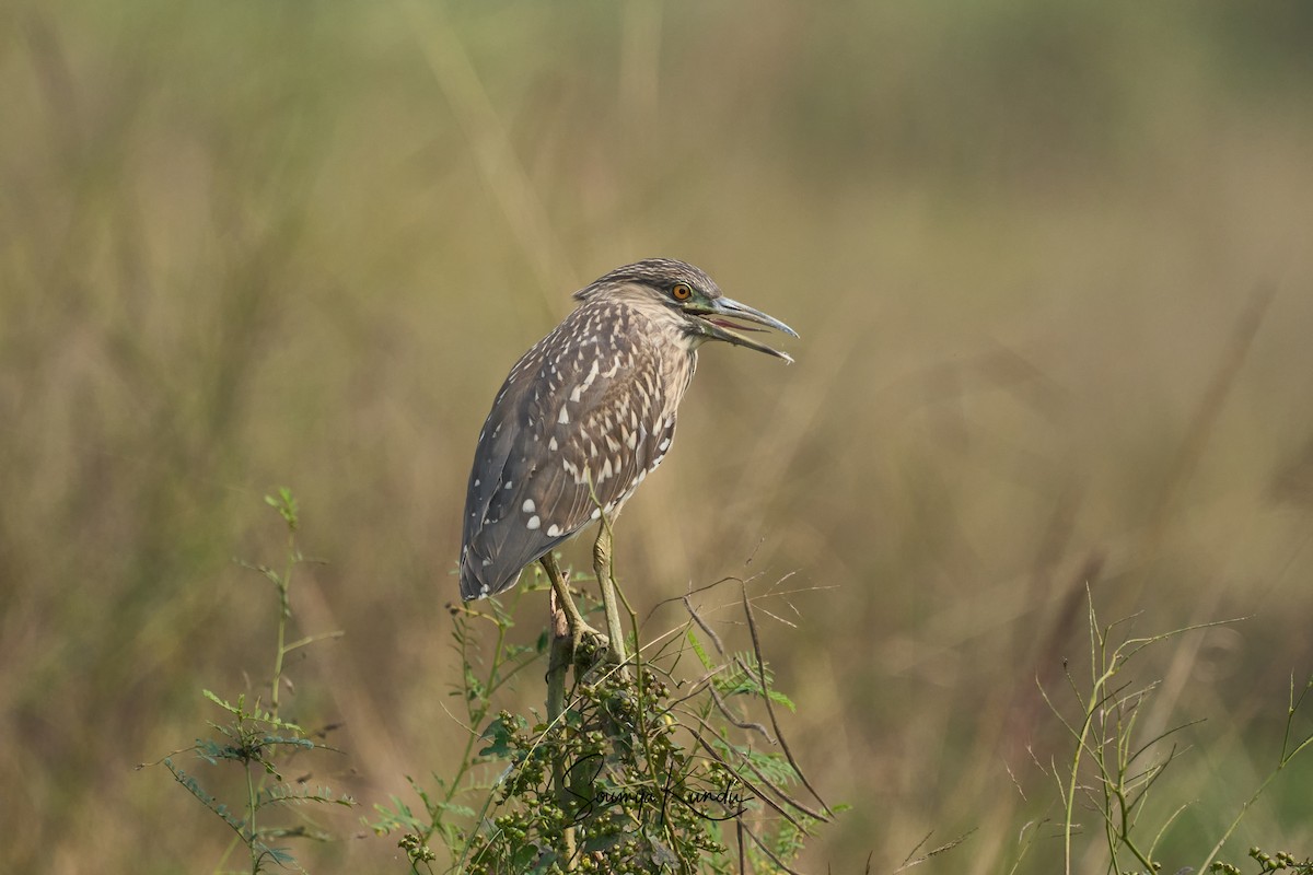 Black-crowned Night Heron - ML645718623