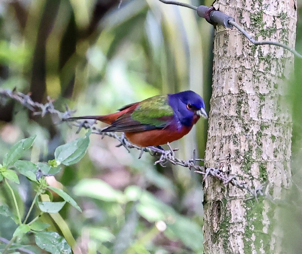 Painted Bunting - ML645718626