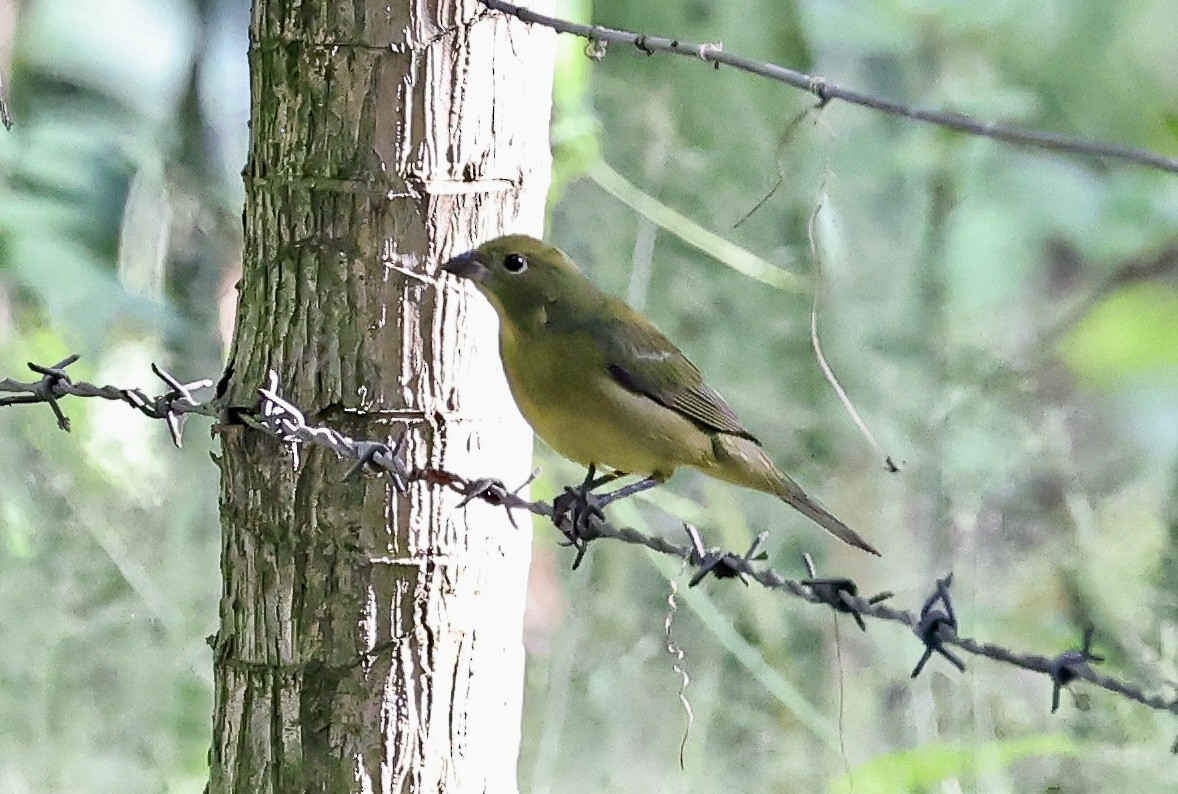 Painted Bunting - ML645718627