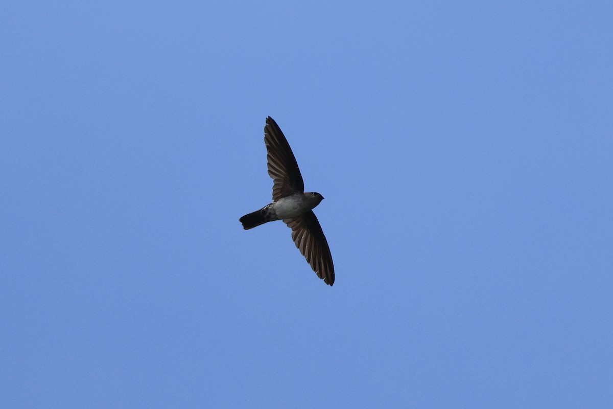 Cave Swiftlet - ML645718629