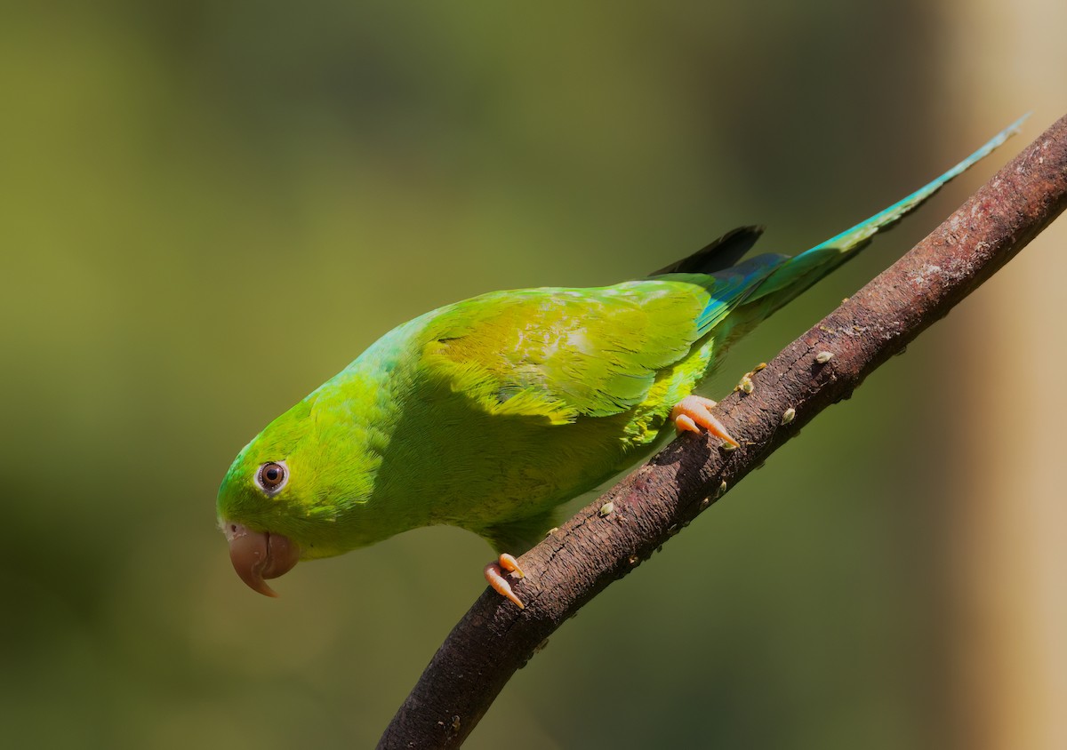 Plain Parakeet - ML645718630