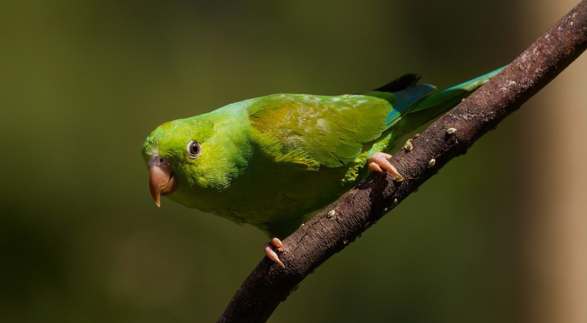Plain Parakeet - ML645718631