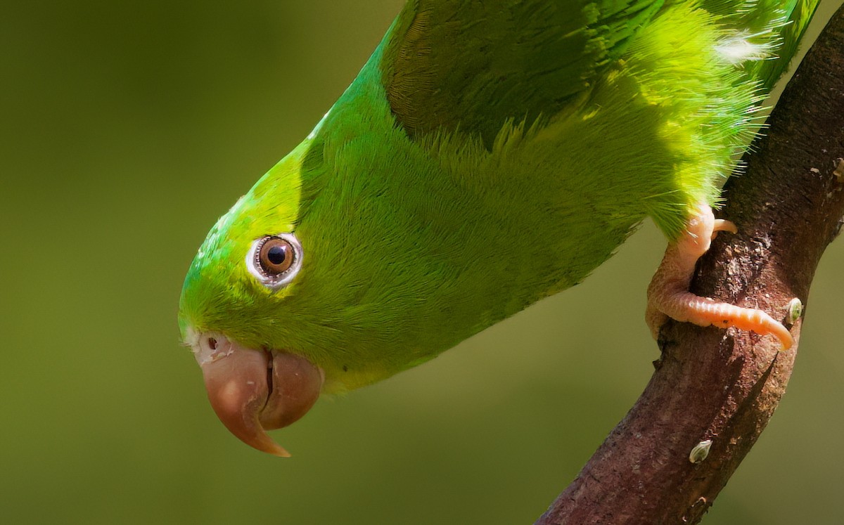 Plain Parakeet - ML645718632
