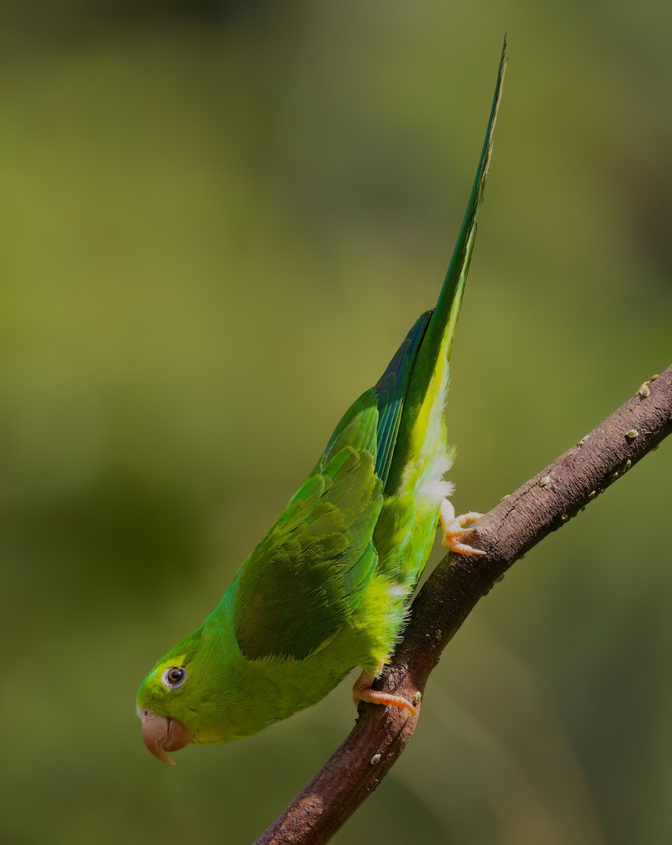 Plain Parakeet - ML645718633