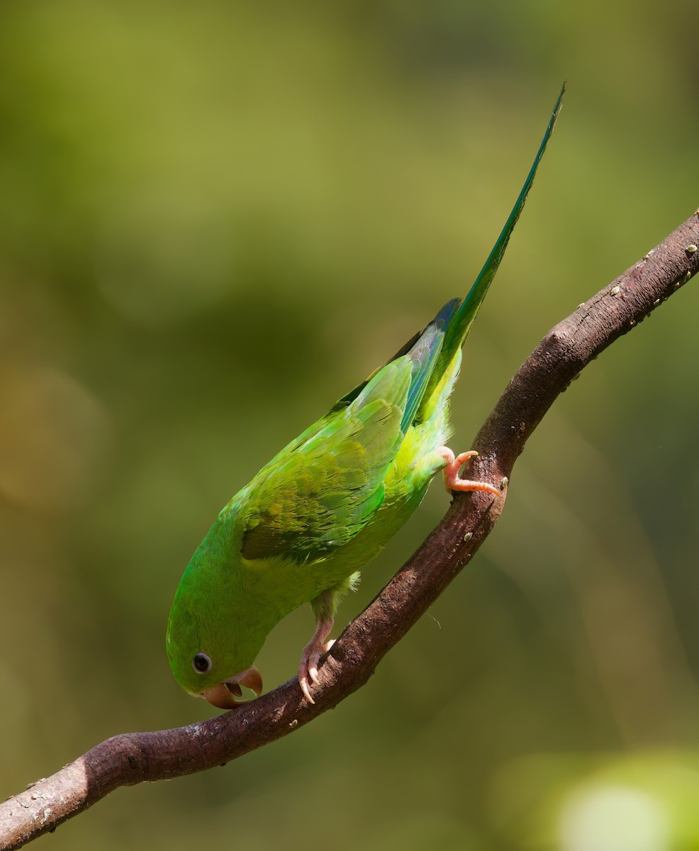 Plain Parakeet - ML645718634