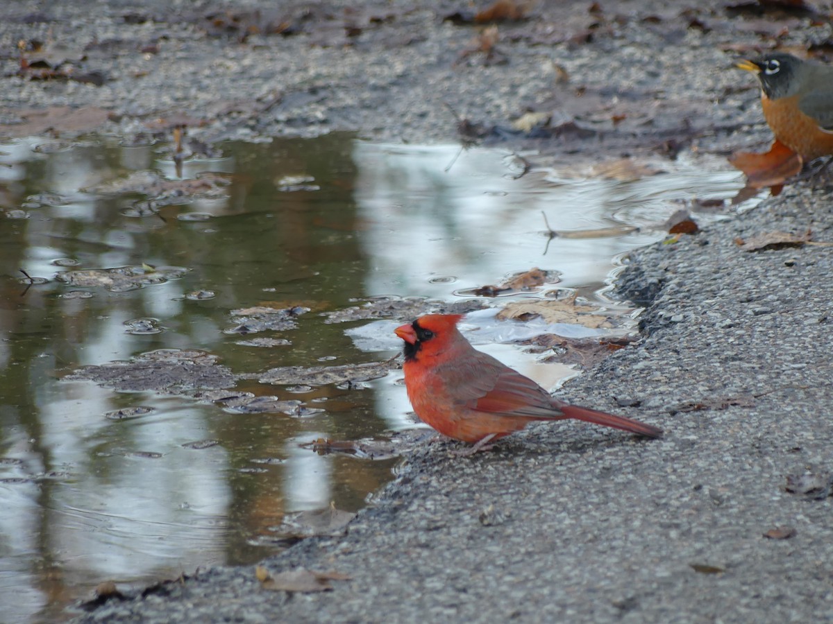 Northern Cardinal - ML645718635