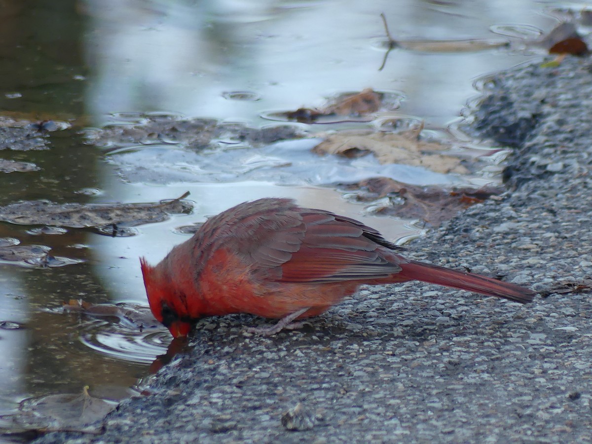 Northern Cardinal - ML645718636