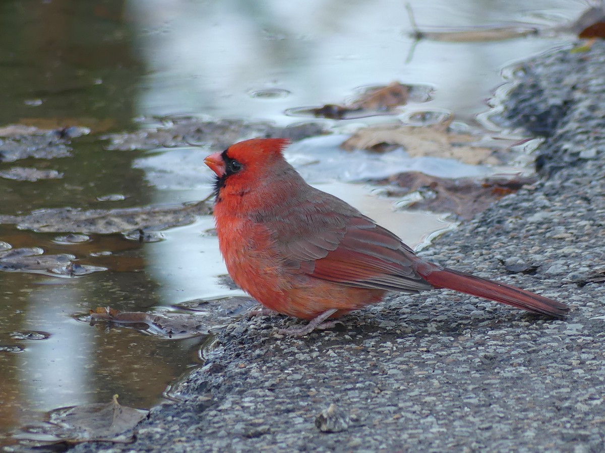 Northern Cardinal - ML645718637