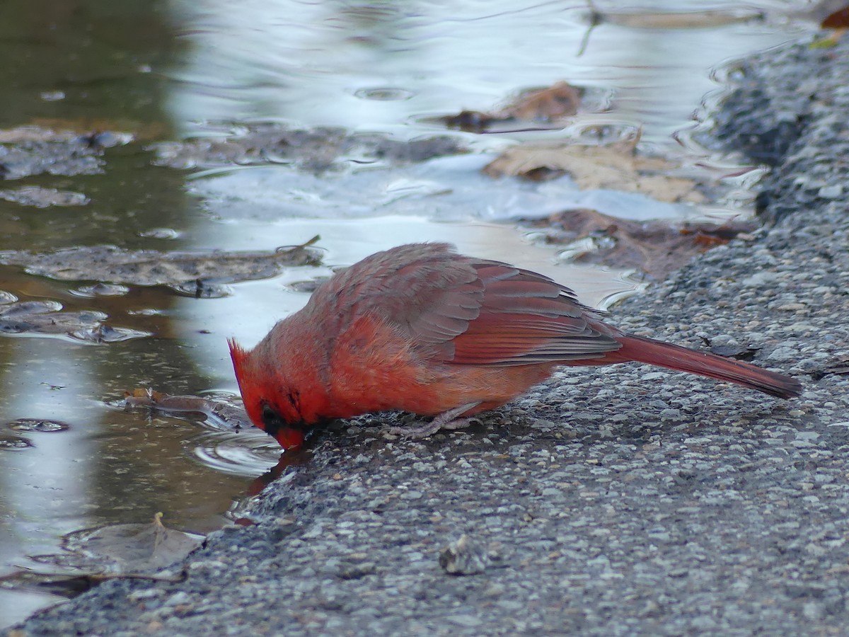 Northern Cardinal - ML645718638
