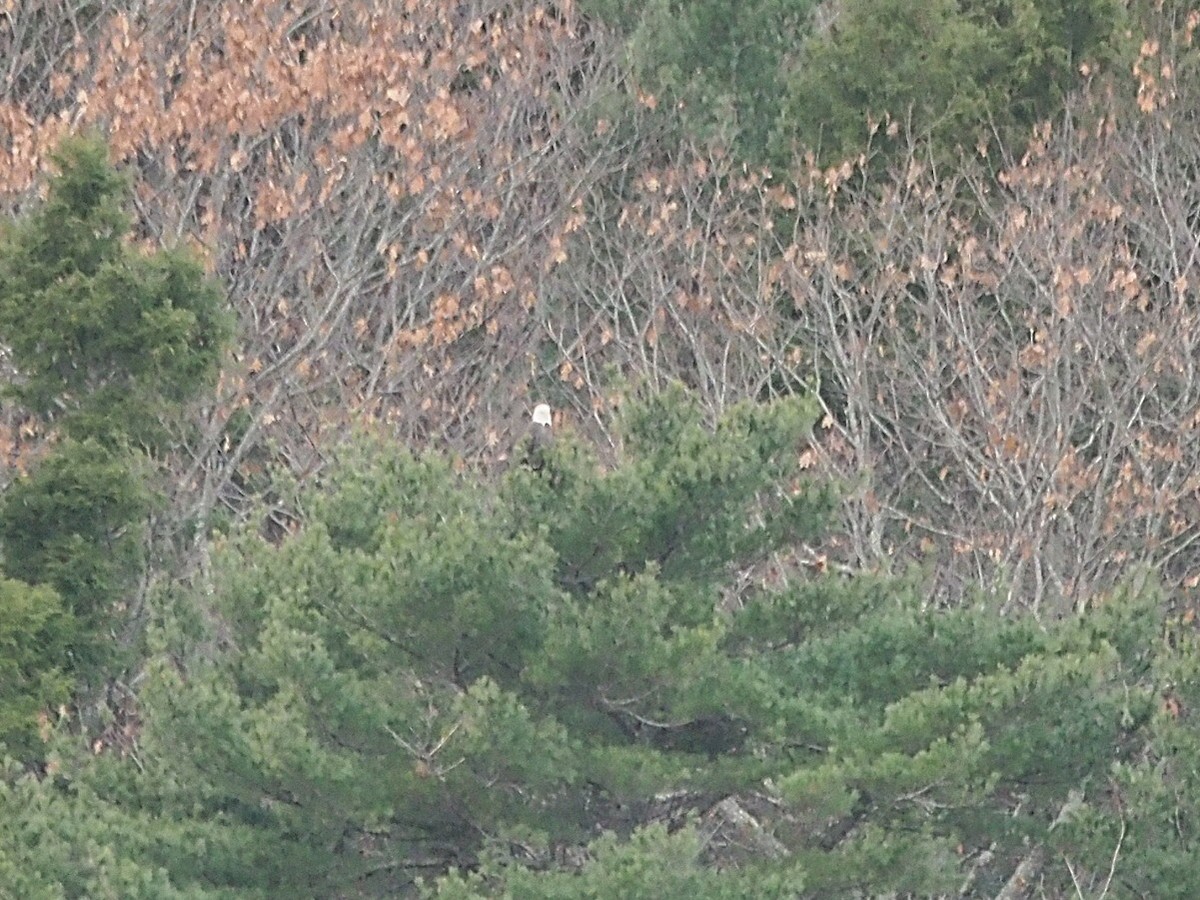 Bald Eagle - ML645718641