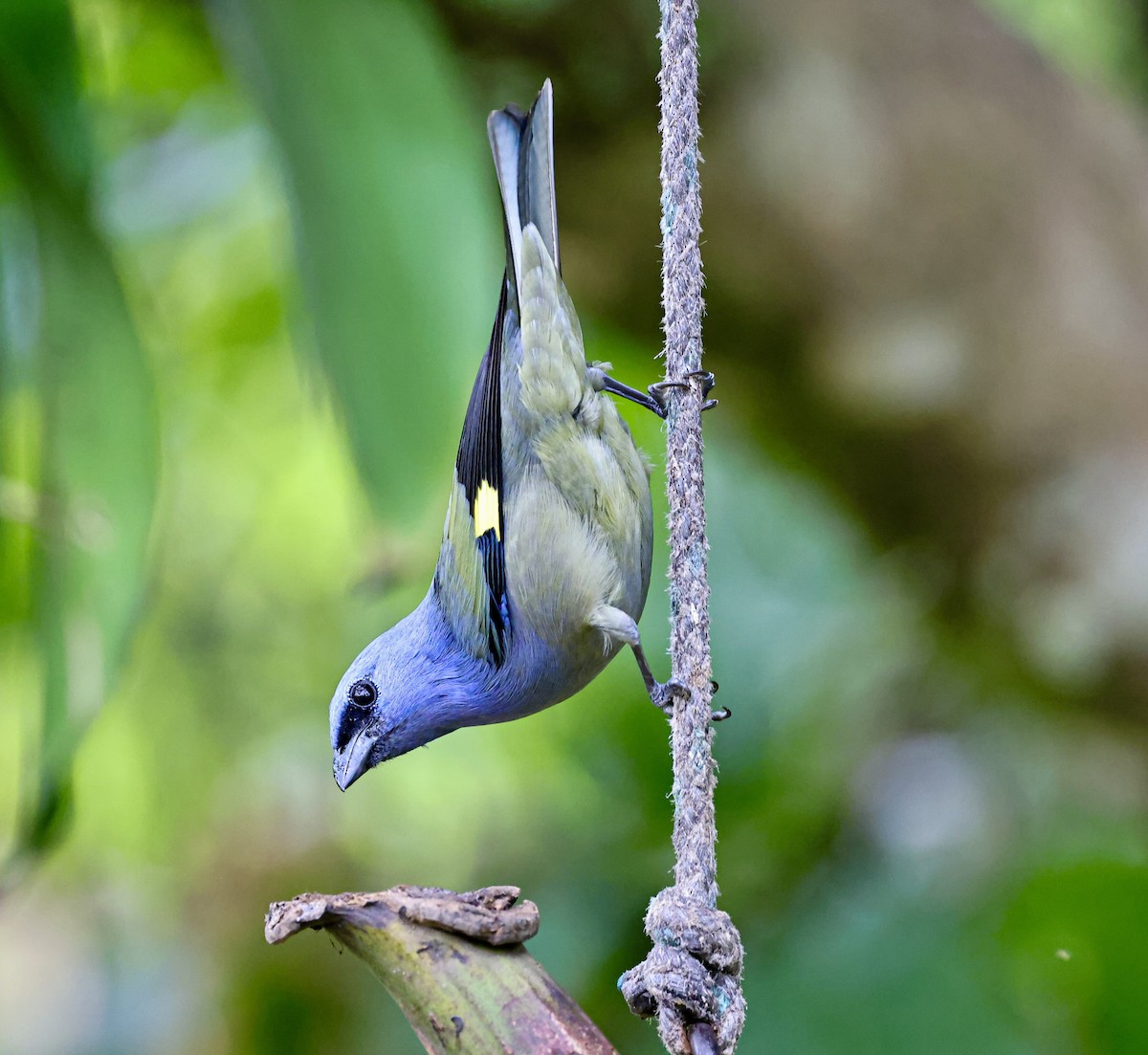 gulvingetanagar - ML645718643