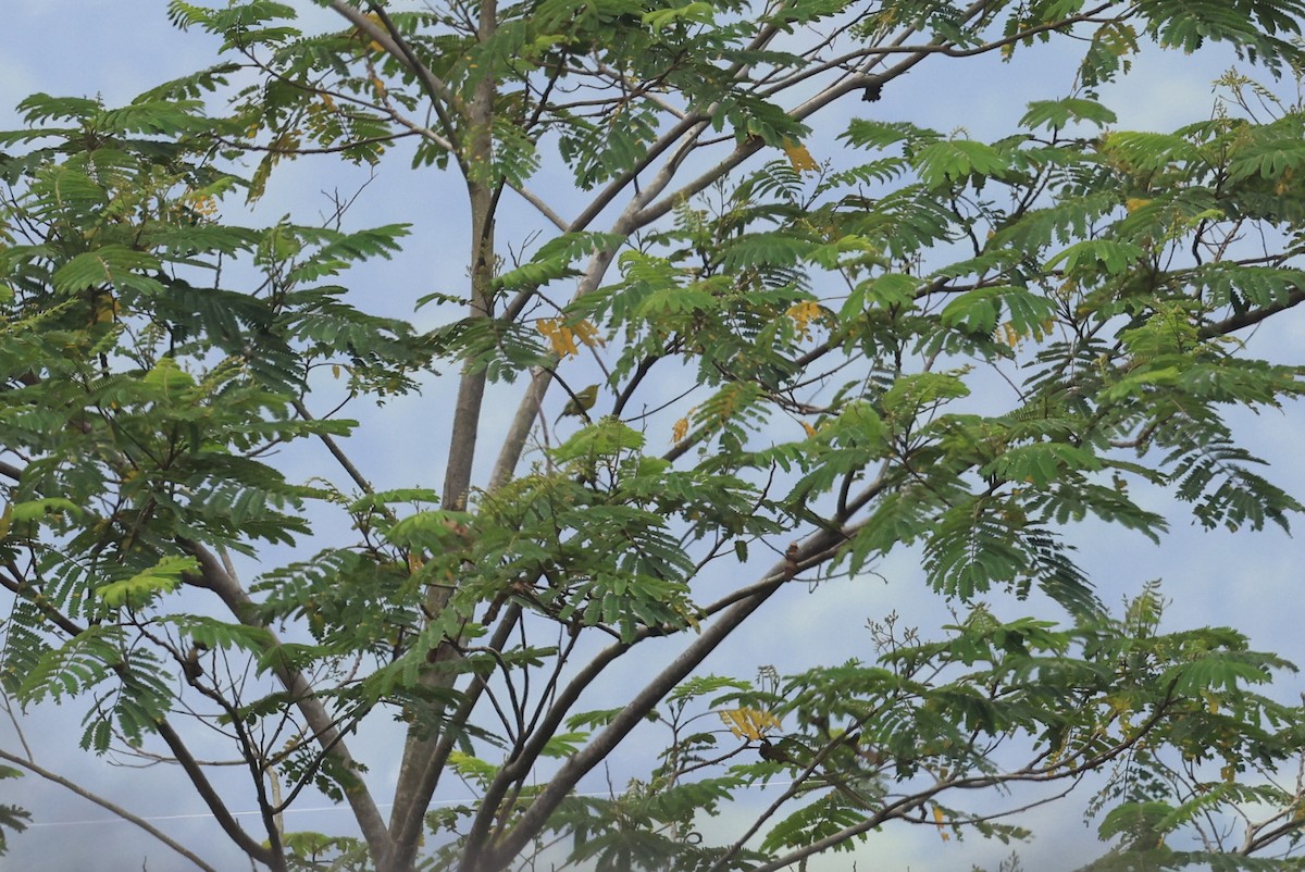 Common Iora - ML645718648