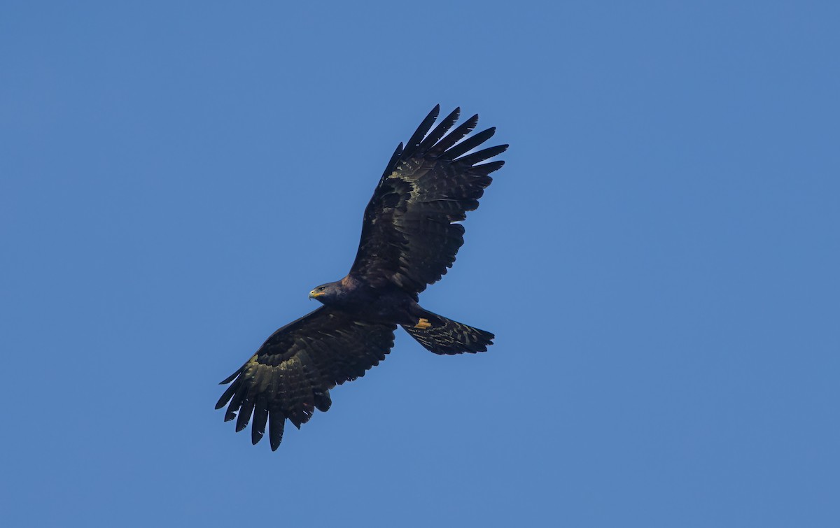 Black Eagle - ML645718649