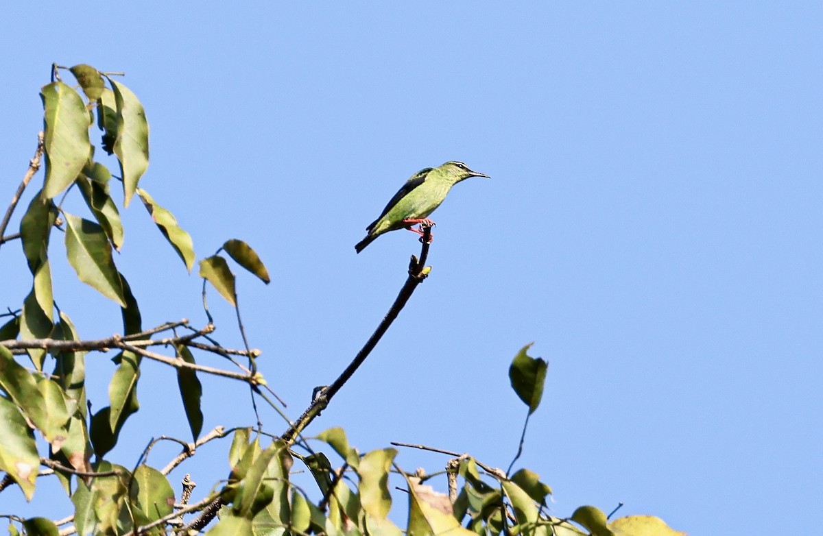 Red-legged Honeycreeper - ML645718652